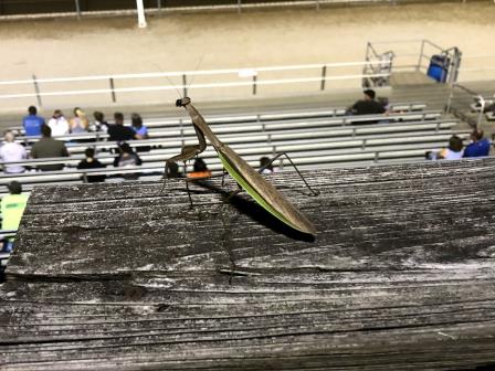 The Sprint Invaders Attracted a Crowd at 34 Raceway Saturday